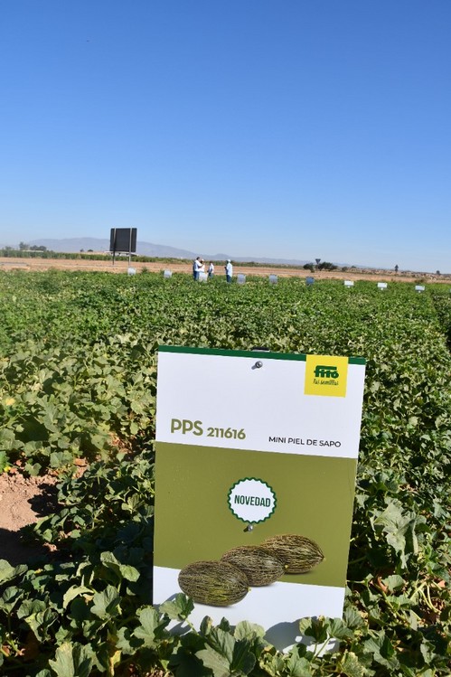 Una de las novedades en piel de sapo de Semillas Fitó