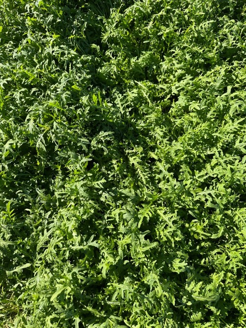 Nueva batavia verde, BBL 2316, con resistencia a Bremia y fusarium FOL 1 y FOL 4.