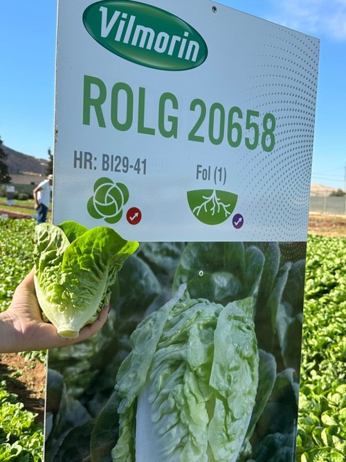 Variedad littel gem apta para otoño y primavera.