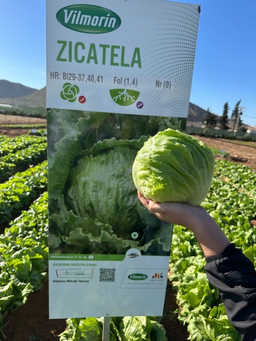 Primera variedad iceberg con resistencia completa a fusarium FOL 1 y FOL 4, Bremia y Nasonovia.