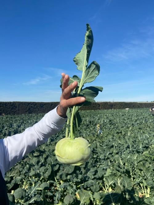 El col rábano es uno de los productos más destacados de Rijk Zwaan dentro de las brásicas