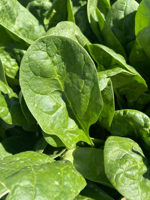 Espinaca