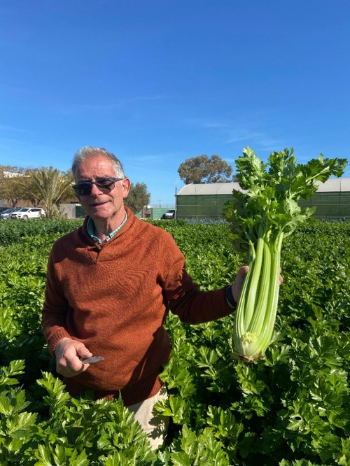 Santiago Gastón de Iriarte, account manager y crop specialist, de Rijk Zwaan, mostrando un cultivo del apio Lipika RZ