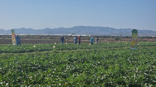 Vista general de la finca de Syngenta en La Puebla