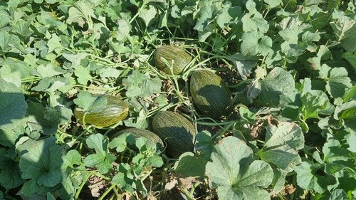 Uniformidad de frutos de la novedad MP8347