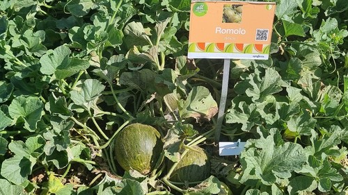 Romolo, el piel de sapo redondo de Syngenta