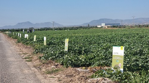 Vista general del campo donde se vieron las principales variedades de melón