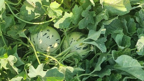 Little Planet en campo