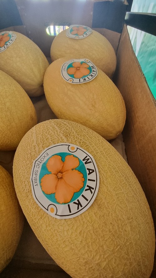 Waikiki busca estar disponible todo el año en el lineal
