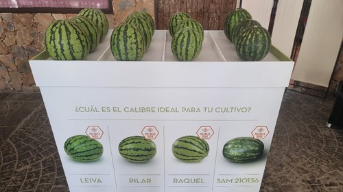 Gama de polinizadores de Semillas Fitó