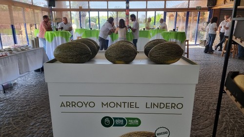 Referencias en melón piel de sapo