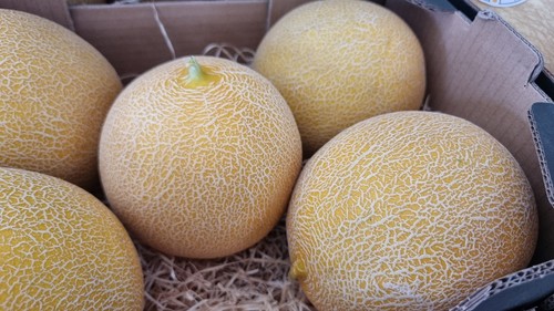 Bristol, referencia en melón galia de Semillas Fitó
