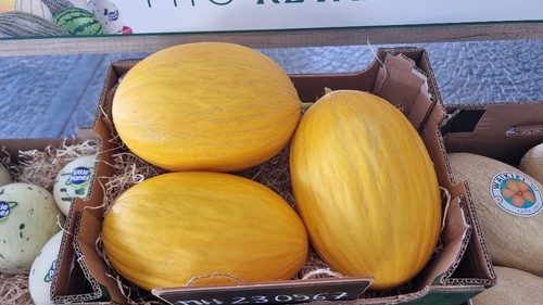 Llegan con novedades en melón amarillo