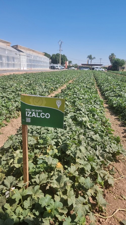 Plantación de Izalco