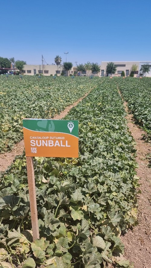 Una de las variedades de la gama Sunup®