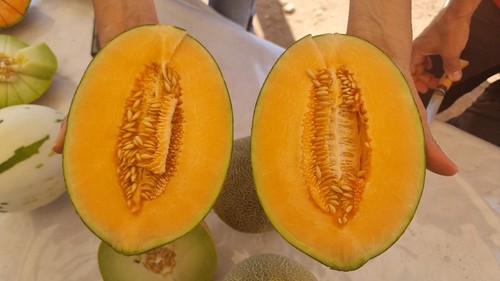 Un nuevo piel de sapo de carne naranja de apenas 1,5 kilos