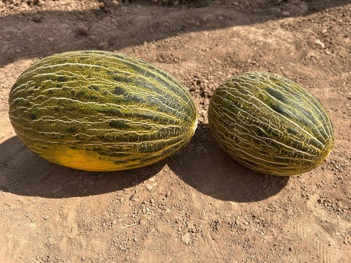 Ciclope RZ y Minijack RZ, dos variedades de melón piel de sapo