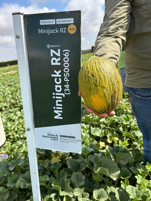 Minijack RZ, piel de sapo