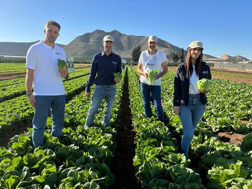 Vilmorin-Mikado Ibérica muestra sus nuevas variedades de lechuga Zicatela, ROM 20502 y Girouette