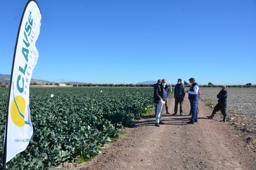 HM.CLAUSE presenta en campo sus novedades en brócoli, coliflor y romanesco