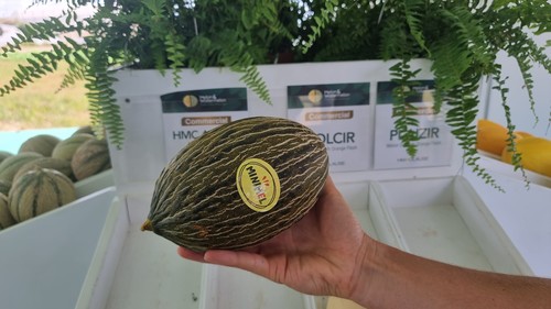 HM.CLAUSE amplía catálogo de melón en todas las tipologías y lo muestra en su finca experimental