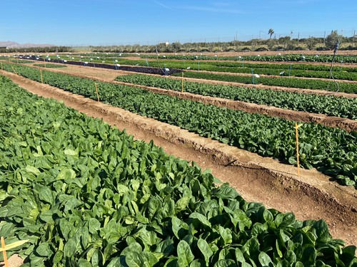 Winter Open Field Days de cultivo de hoja y brásicas de Rijk Zwaan