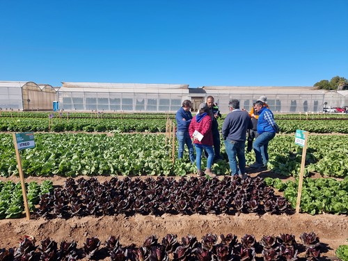 Nunhems celebra sus Demo Salads 2025 y presenta nuevas lechugas con más resistencias