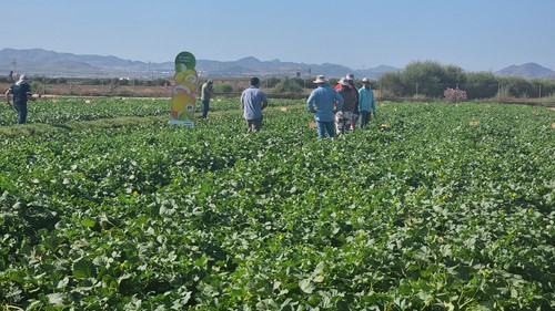 'All You Need' de Syngenta se convierte en un escaparate de melón y sandía de primer nivel