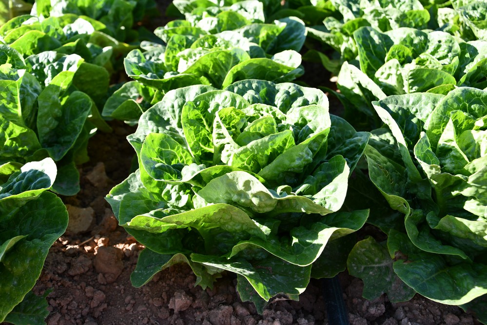 Vilmorin-Mikado conquista a los agricultores de Cartagena con su portfolio de hoja