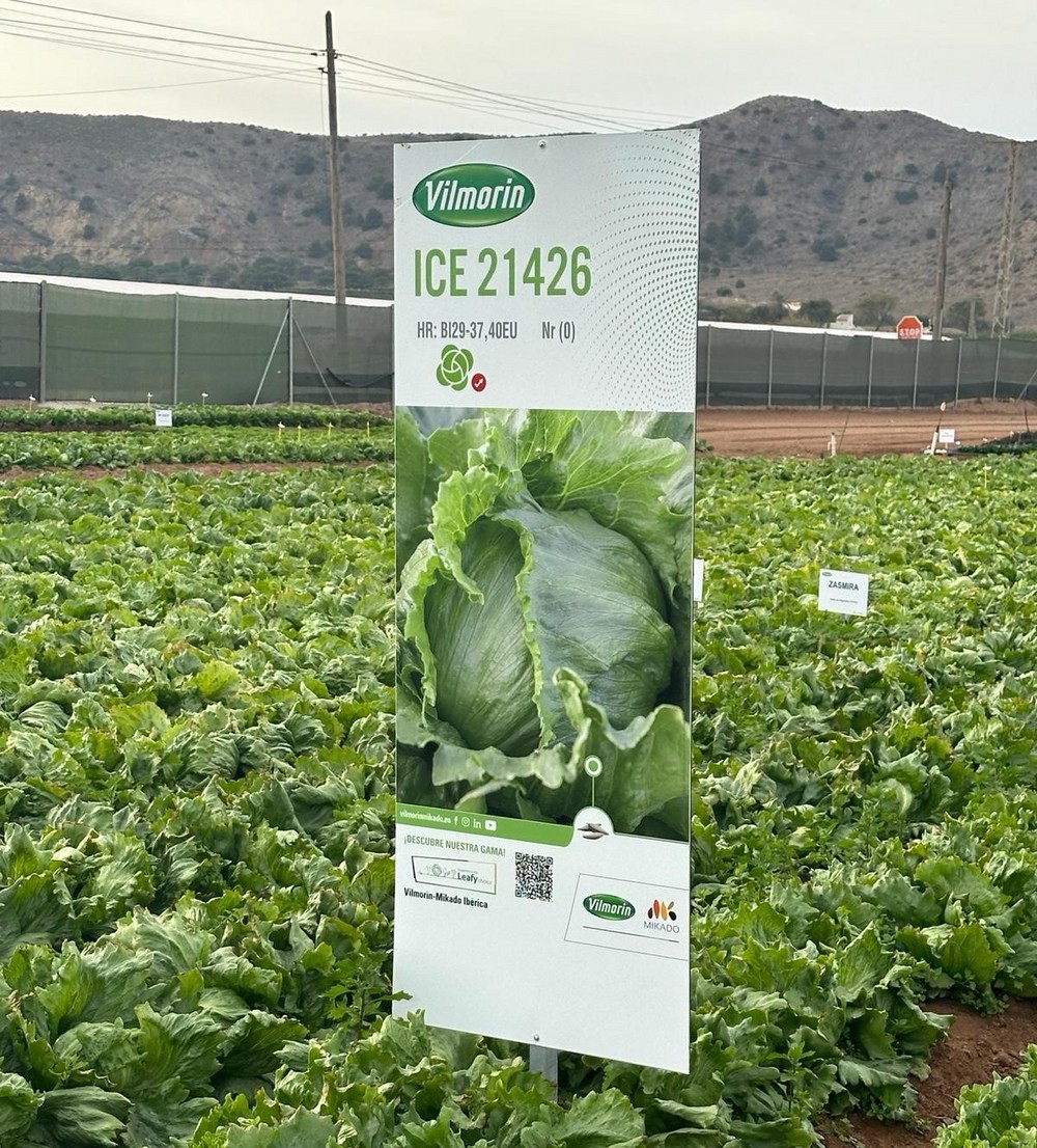Vilmorin-Mikado Ibérica muestra las novedades de su portfolio de lechuga