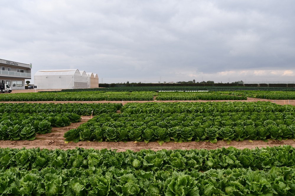 Rijk Zwaan muestra sus novedades en una nueva edición de las Winter Open Field Days