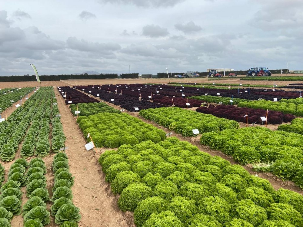 Rijk Zwaan celebra sus Winter Open Field Days con novedades en lechuga y brásicas