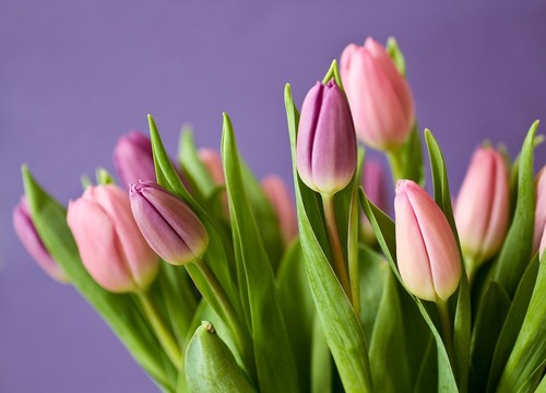 La exportación de flor y planta viva sube un 1% hasta julio