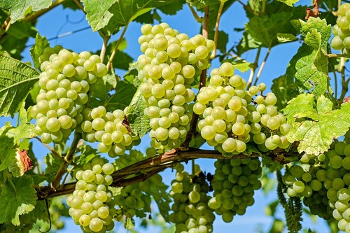 El IMIDA firma un convenio con el Ministerio de Agricultura para la identificación y registro de variedades de la vid