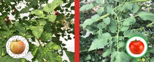 Enza Zaden identifica un gen de alta resistencia al devastador virus del tomate ToBRFV