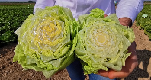 Innovación y sostenibilidad Syngenta en brásicas y ensaladas en Fruit Attraction LIVE Connect