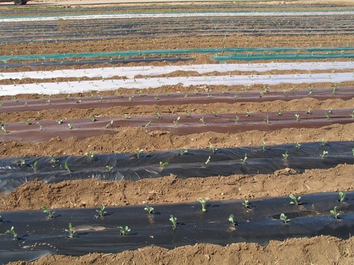  El IMIDA consigue reducir a seis meses el periodo de biodegradación de los restos plásticos de acolchados agrícolas