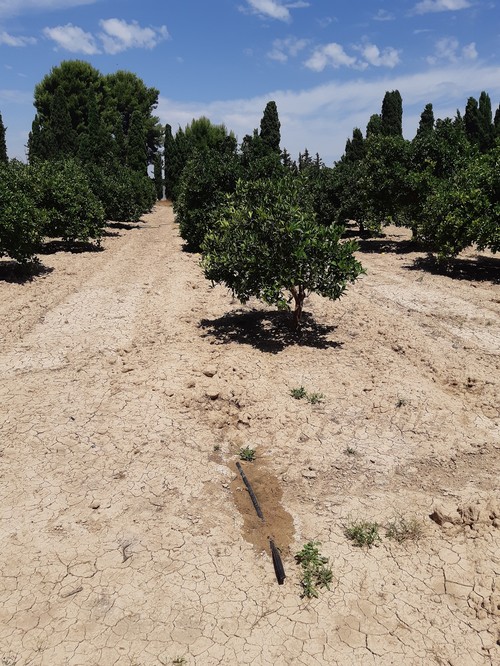 Agricultura fomenta el riego subterráneo en cítricos para el cumplimiento de la Ley de recuperación y protección del Mar Menor