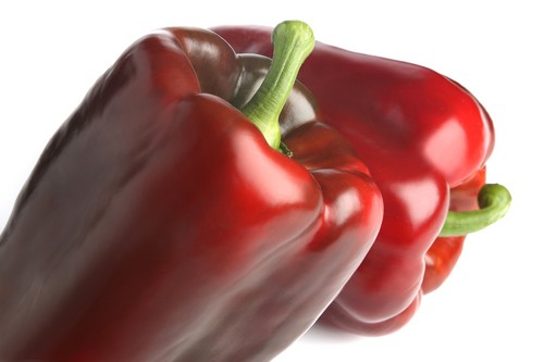 Escota RZ, el lamuyo de tamaño extra grande y color rojo sangre atractivo