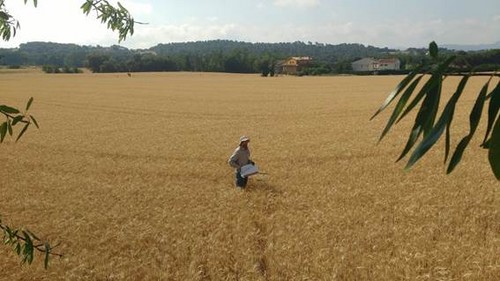Un estudio revela que la cobertura vegetal de los cultivos de cereal aumenta su rendimiento agronómico