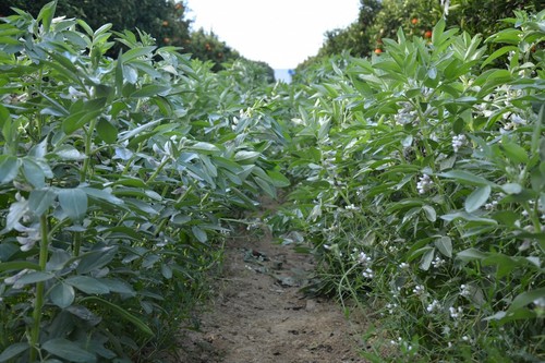Diverfarming explica este miércoles las ventajas de la diversificación en cítricos