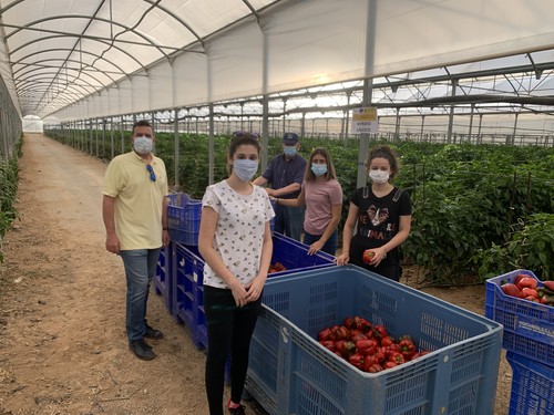 Desarrollan con éxito un protocolo para la aplicación de sulfato cálcico en fertirrigación para el cultivo de pimiento