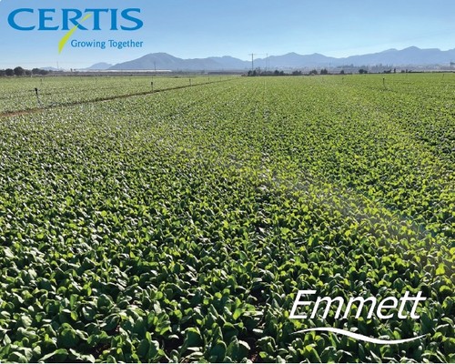 Estrategia Growing For The Future en espinaca ECO con Emmet en el Campo de Cartagena