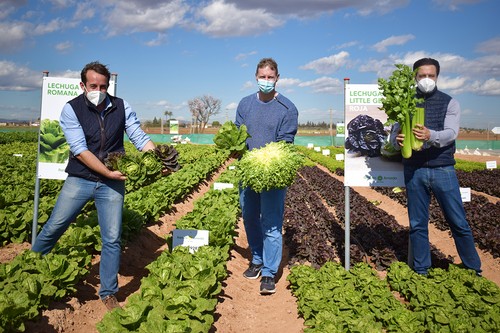 Mayor rendimiento y fácil recolección en las novedades de lechuga, apio y escarola que presenta Ramiro Arnedo