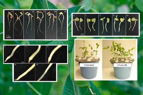 Desarrollan un sistema inteligente que controla el crecimiento vegetal 'in vitro'