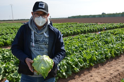 Knox™, lechugas más frescas en todo el ciclo de cultivo