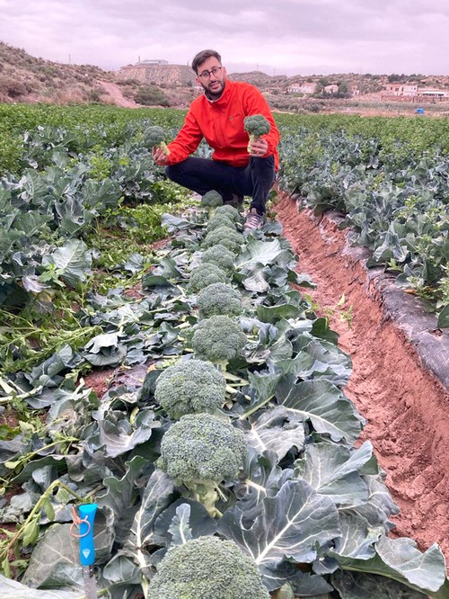 Top Seeds Iberica anuncia su entrada en el mercado de brócoli en España