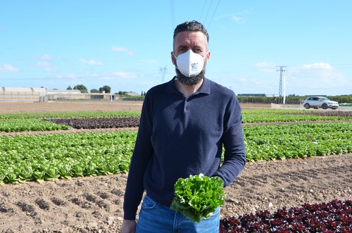 Syngenta vuelve a innovar en sus cultivos de hoja aportando variedades adaptadas tanto a la cadena como al consumidor