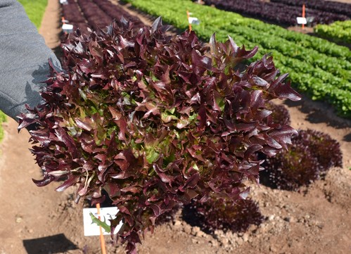 Salanova Teenleaf, la propuesta de Rijk Zwaan para colaborar en la reducción de costes
