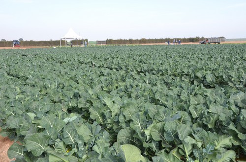 Las brassicas de Rijk Zwaan se adaptan al cambio climático y ofrecen nuevos colores y sabores